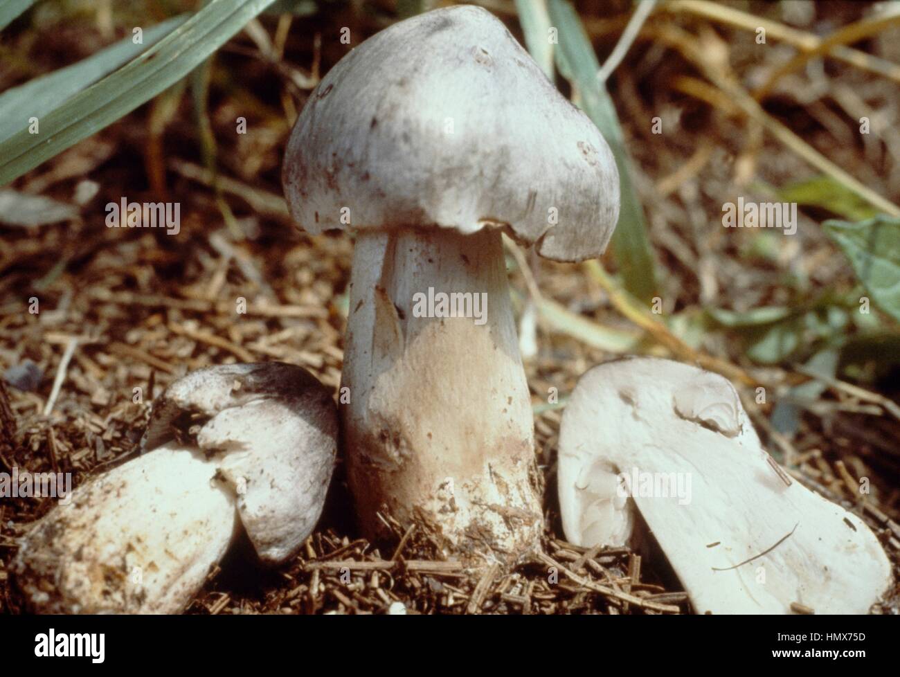 Examples of whole and sectioned Ashen knight (Tricholoma virgatum), Tricholomataceae. Stock Photo
