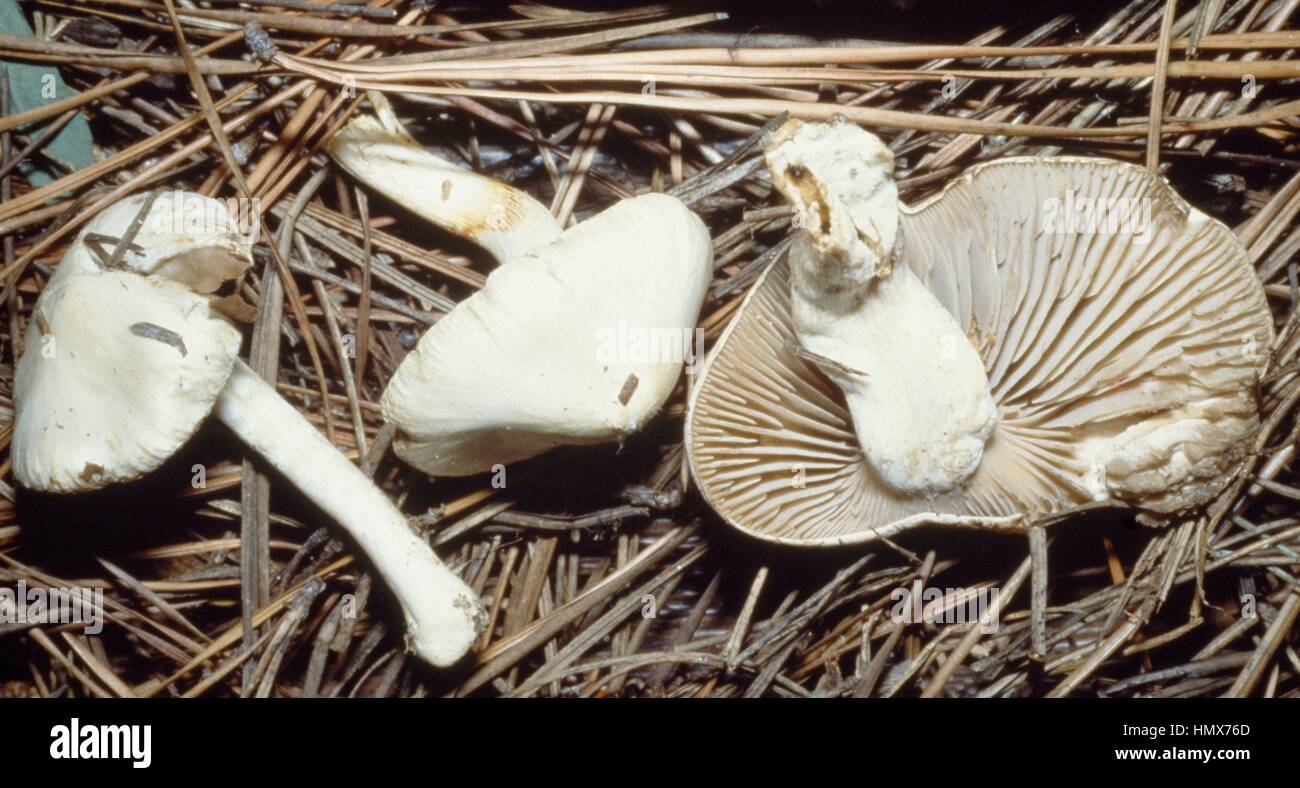 Examples of Earthy Inocybe, Common White Inocybe or White Fibrecap (Inocybe geophylla), Inocybaceae. Stock Photo