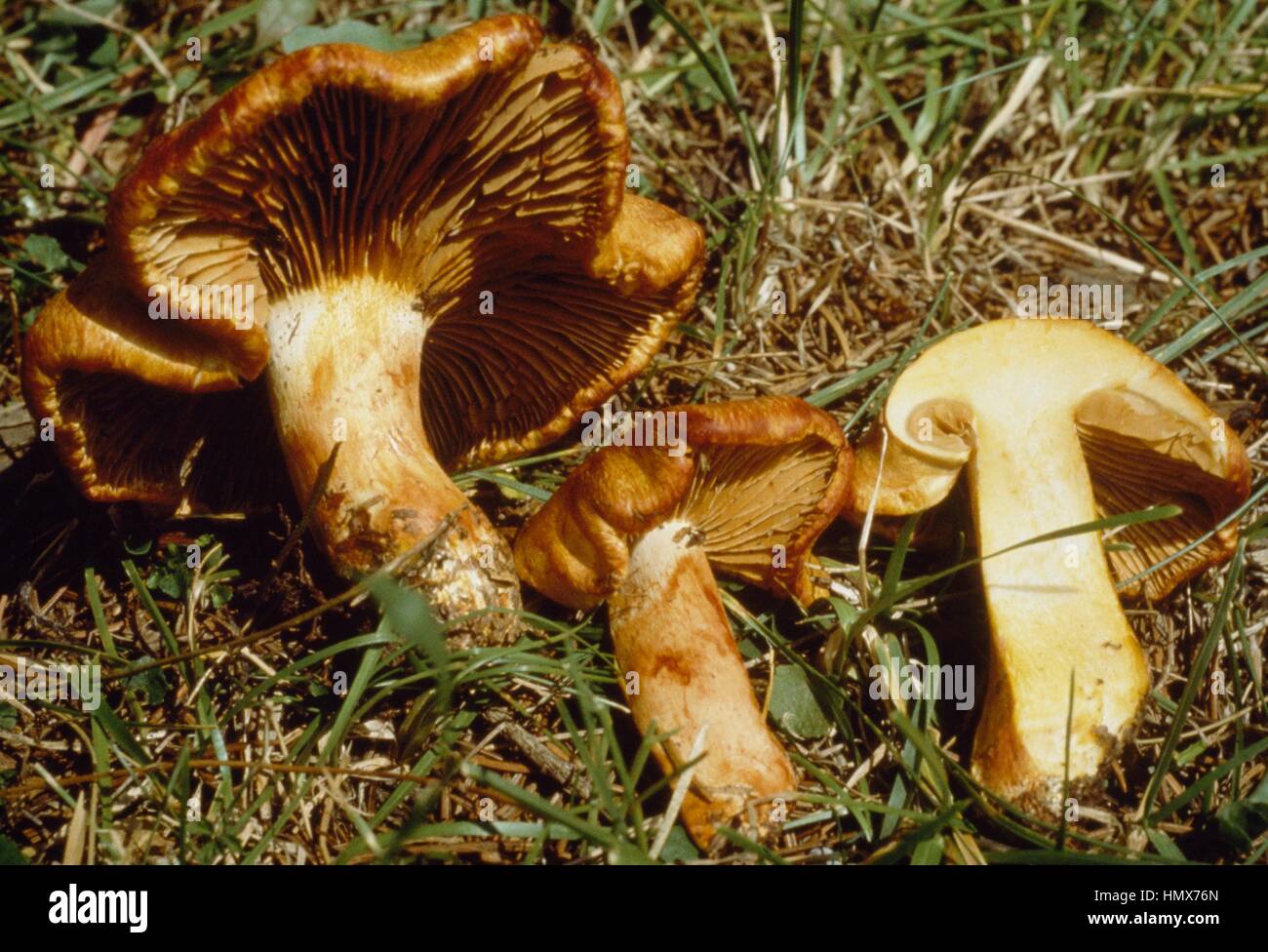 Whole mushroom and section of a Cortinarius rubicundulus, Cortinariaceae. Stock Photo