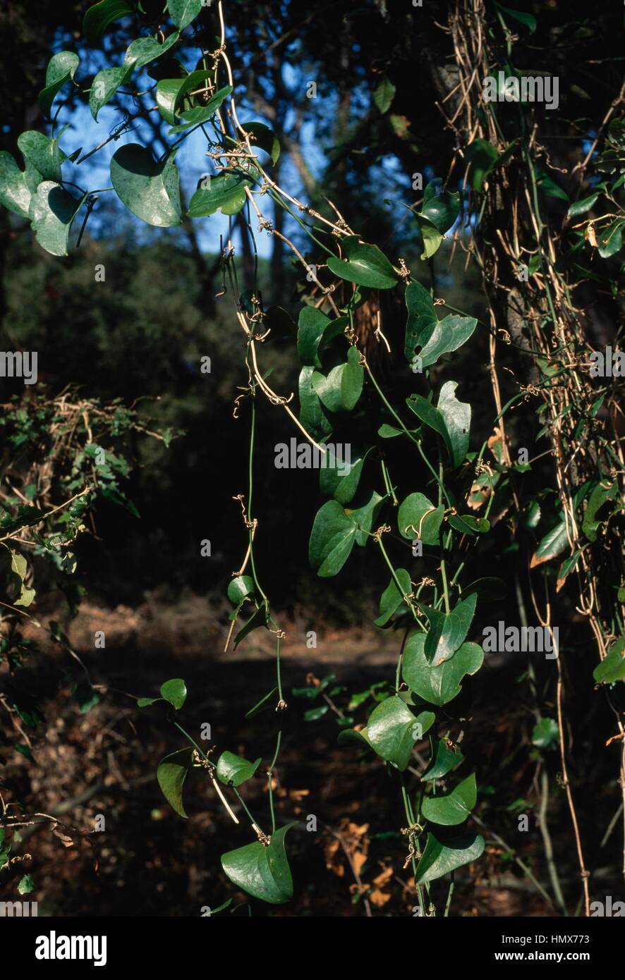 Silk Vine (Periploca graeca), Apocynaceae, macchia di Migliarino, Tuscany, Italy. Detail. Stock Photo