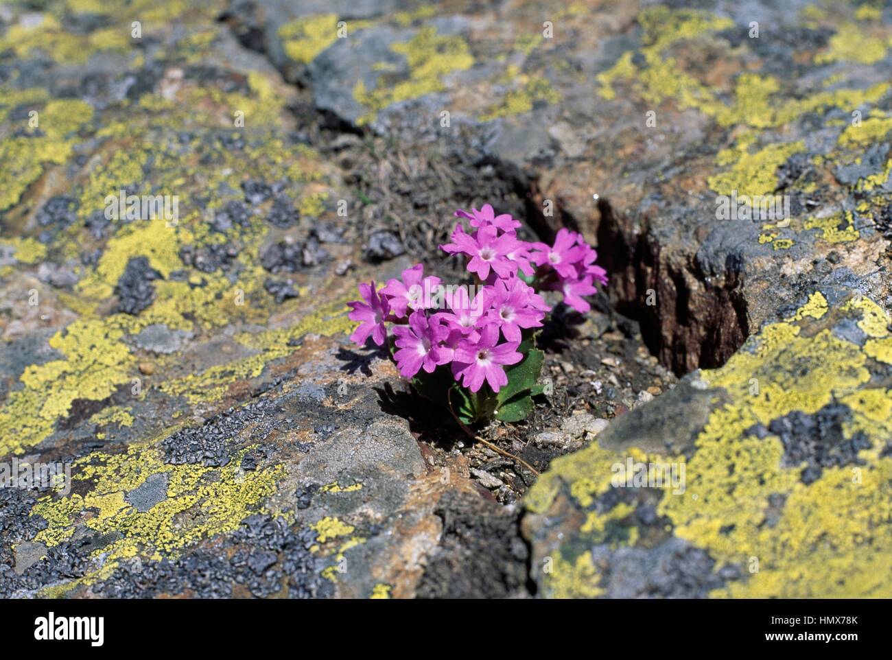 Primula spectabilis, Primulaceae. Stock Photo