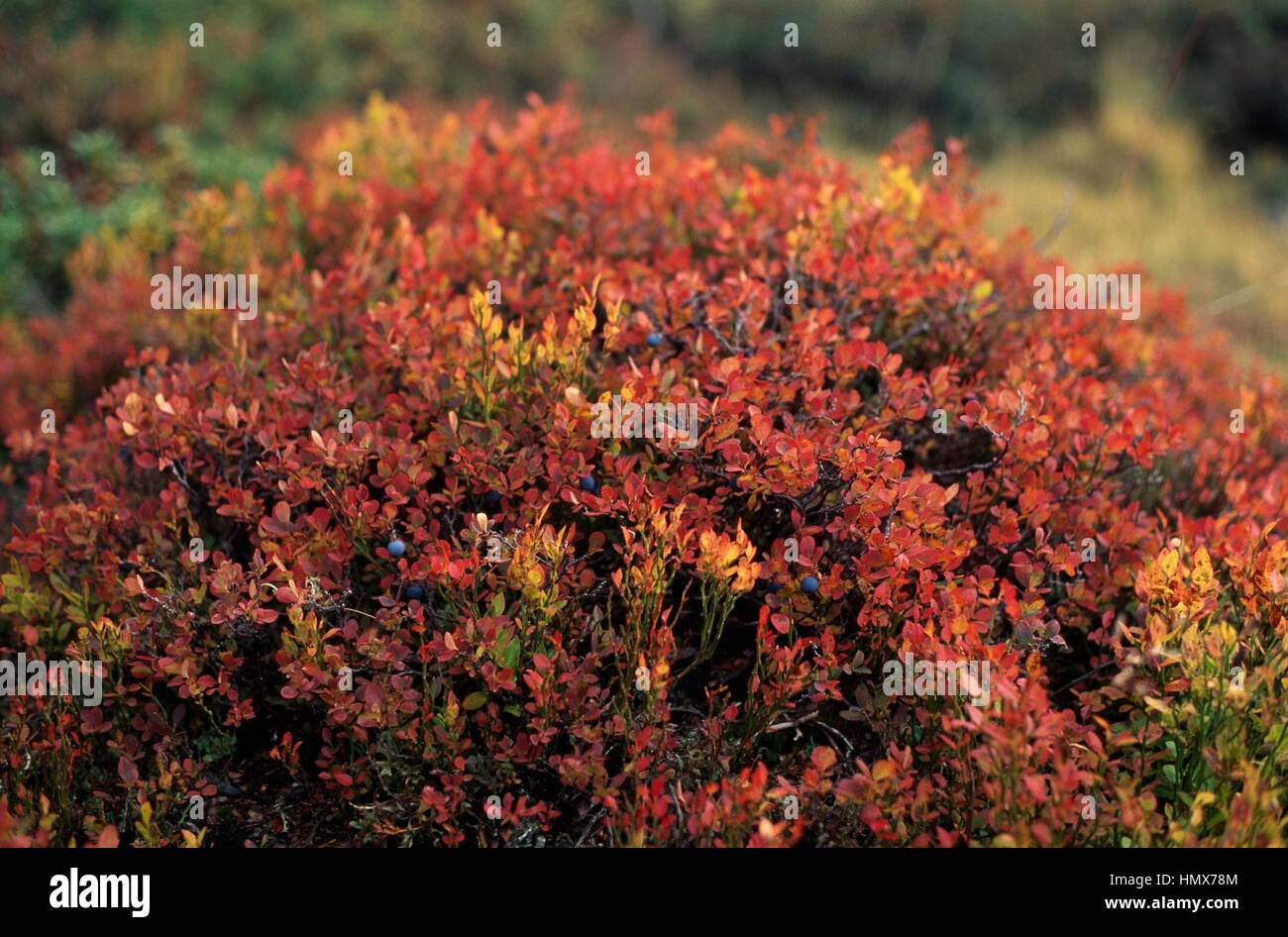 Blueberries (Vaccinium sp), Ericaceae, in the autumn, Trentino, Italy. Stock Photo