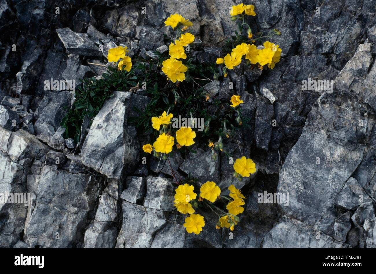 Alpine rock rose (Helianthemum alpestre), Cistaceae, Trentino, Italy. Stock Photo