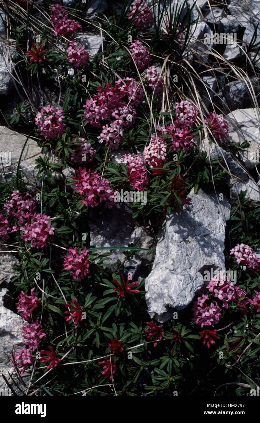 Daphne petraea leybold, Thymelaeaceae, Trentino, Italy. Stock Photo