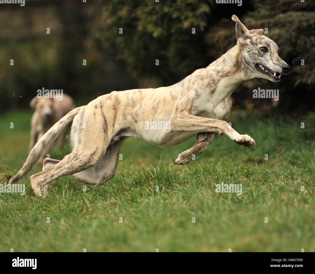 Lurchers and running store dogs