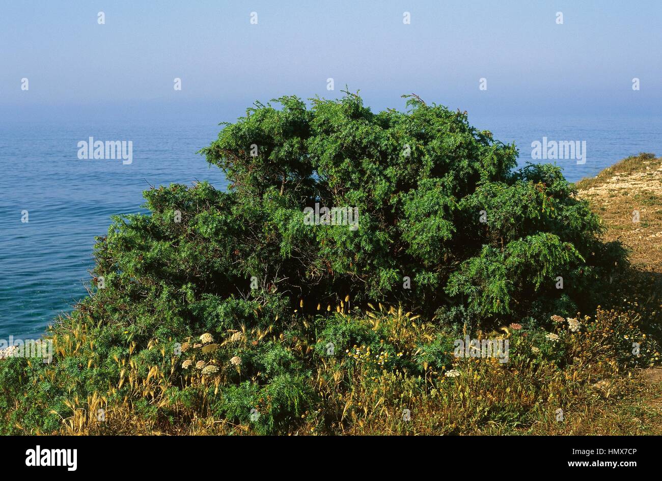 Juniper (Juniperus sp), Cupressaceae, cape Mannu, Sinis peninsula, Sardinia, Italy. Stock Photo