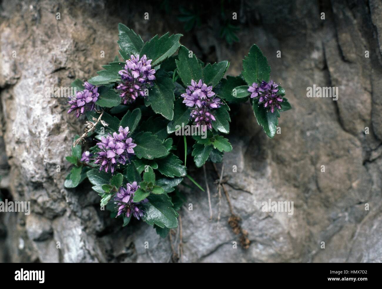 Bonarota (Paederota bonarota), Plantaginaceae, Lake Garda, Italy. Stock Photo