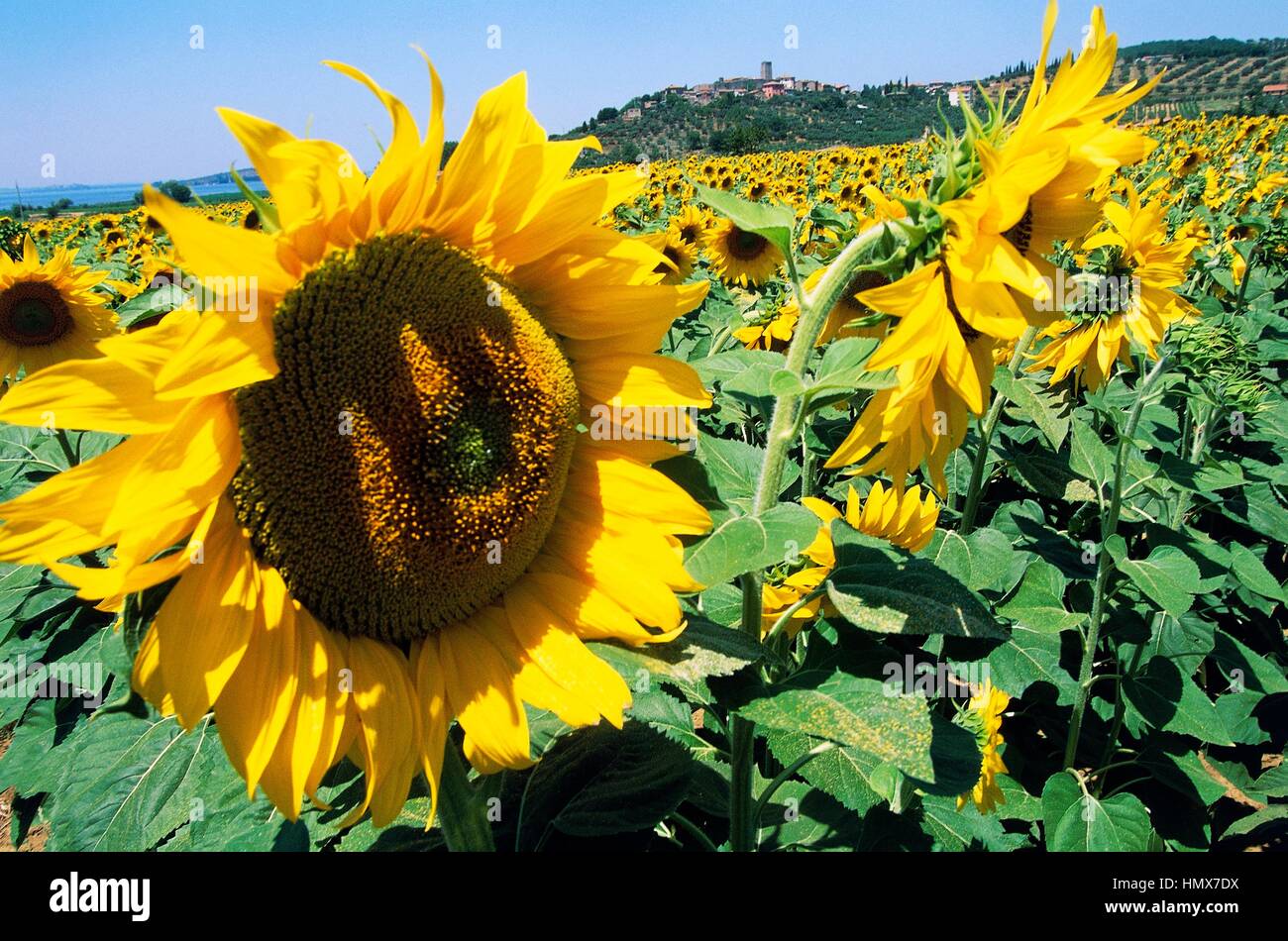 Sunflower fields (Helianthus annuus), San Savino, Lake Trasimeno ...