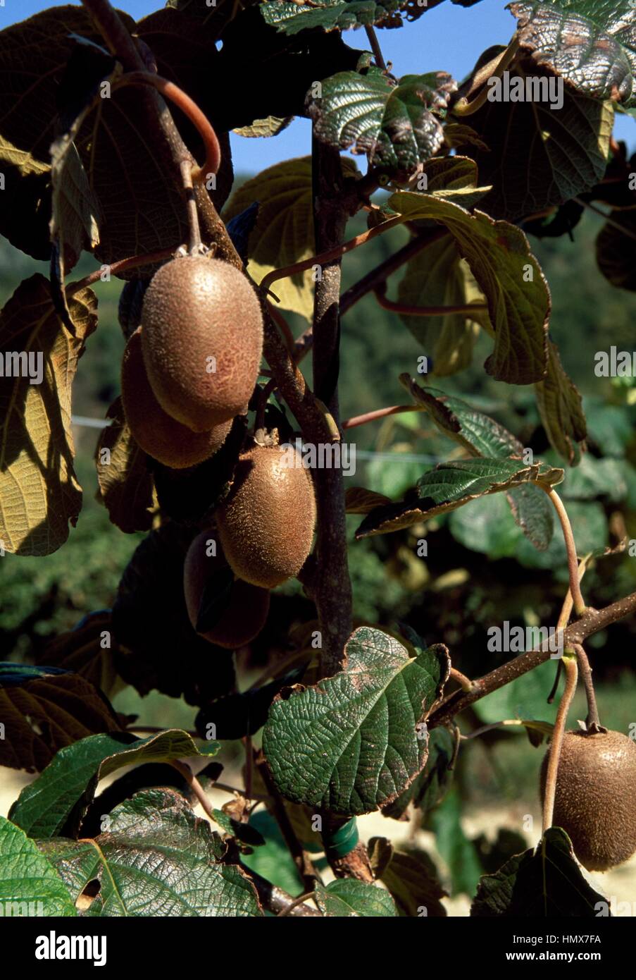 Kolomikta kiwi plantation (Actinidia sp), Actinidiaceae, Modigliana, Emilia Romagna, Italy. Stock Photo