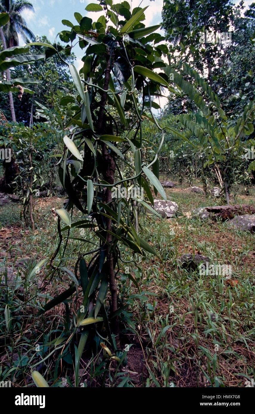Vanilla (Vanilla tahitensis), Orchidaceae, French Polynesia (French Overseas Territory). Stock Photo