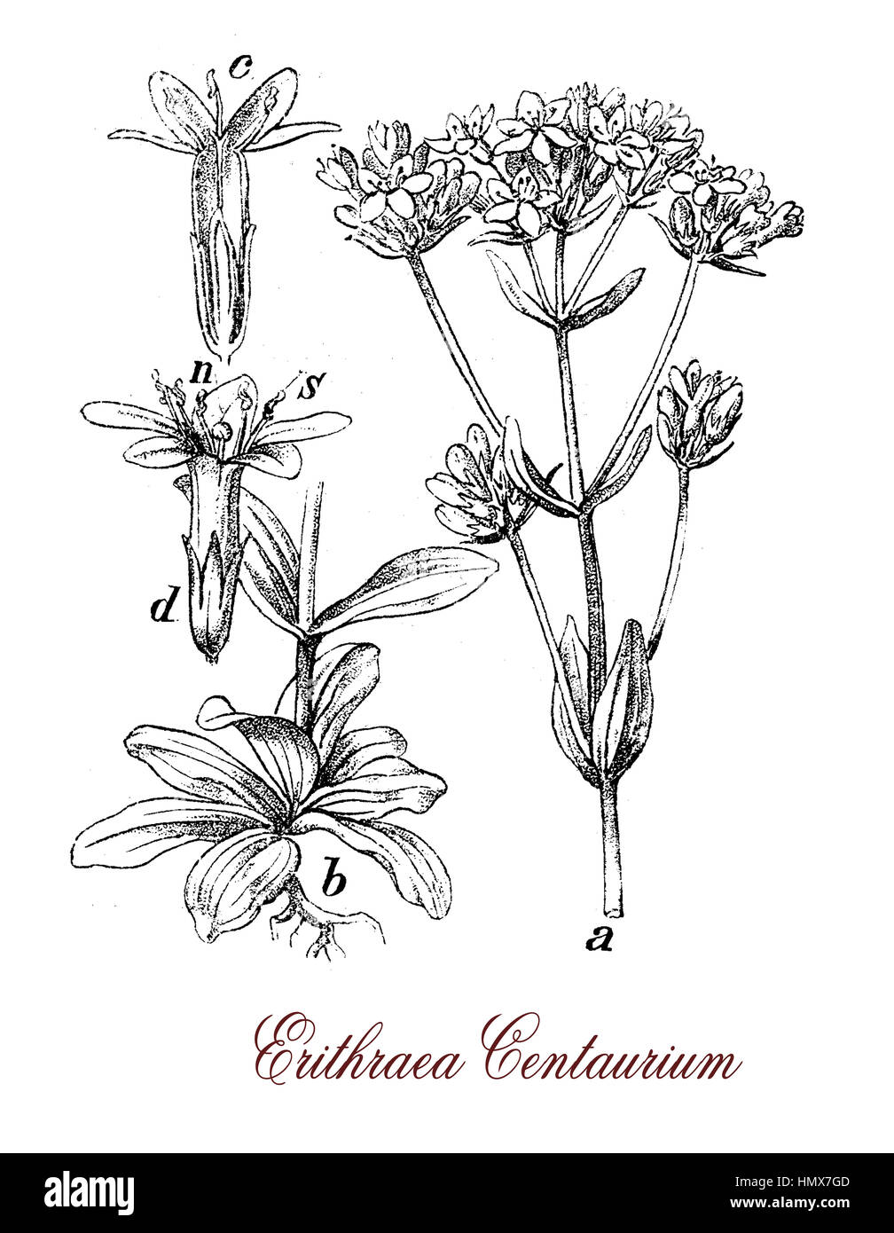 Centaurium erythraea or common centaury is a medical herb, the tea is used for gastric and liver diseases Stock Photo