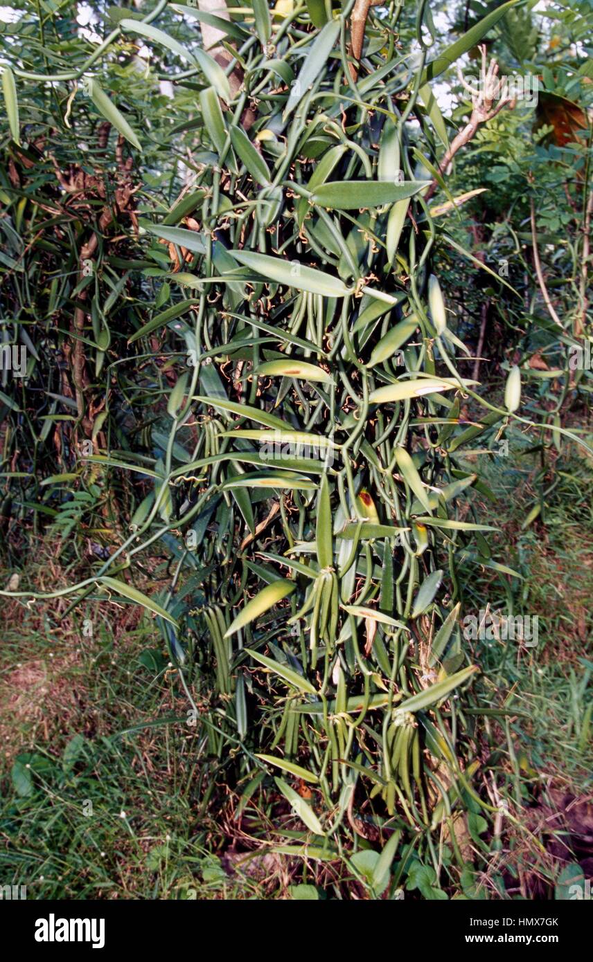 Vanilla pods (Vanilla tahitensis), Orchidaceae, French Polynesia (French Overseas Territory). Stock Photo