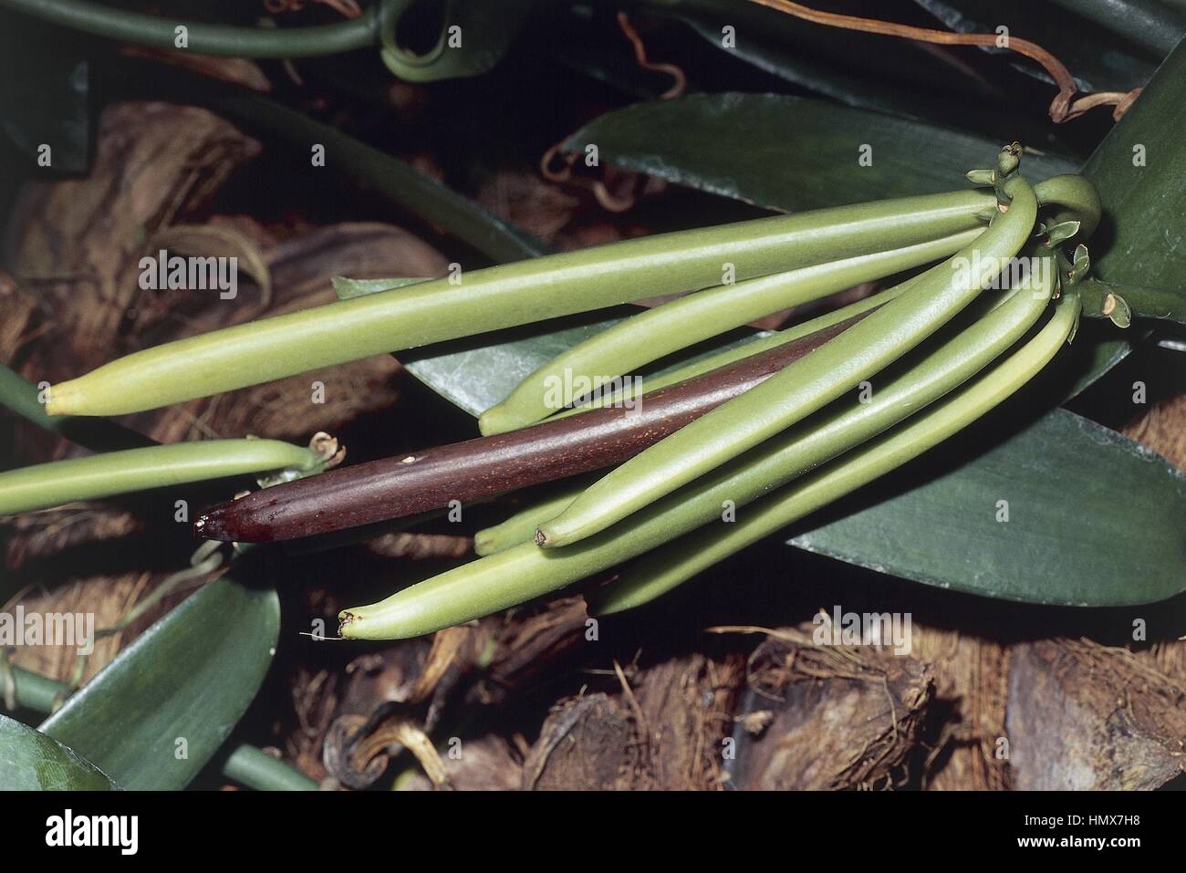 Botany - Orchidaceae - Tahitian vanilla (Vanilla tahitensis) - Pods - French Polynesia. Stock Photo