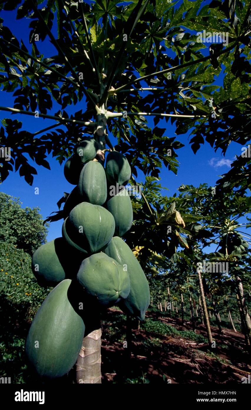Fruit of the Papaya (Carica Papaya), Caricaceae, French Polynesia