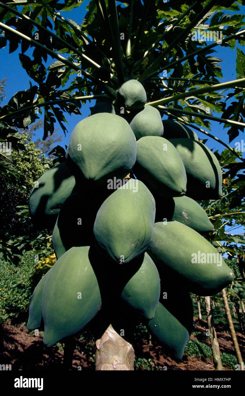 Fruit of the Papaya (Carica Papaya), Caricaceae, French Polynesia