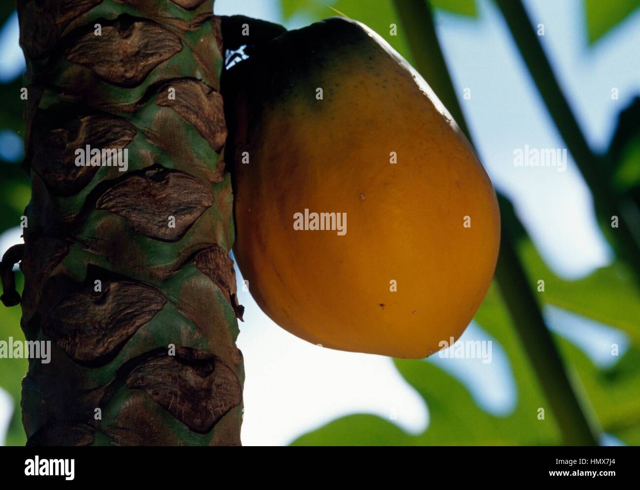 Fruit of the Papaya (Carica Papaya), Caricaceae, French Polynesia