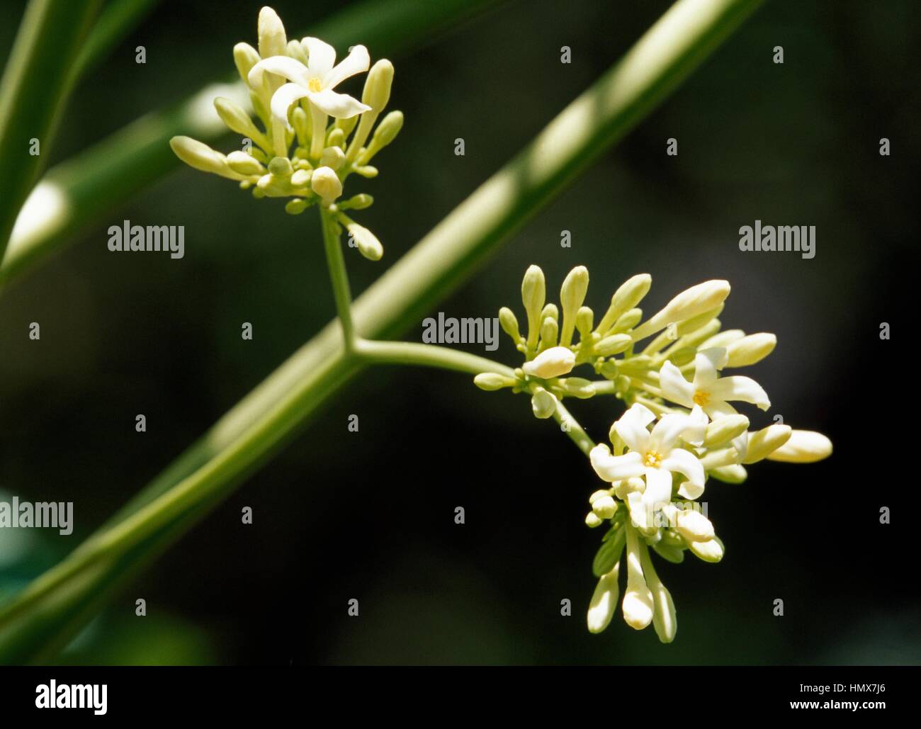 Male flower of the Papaya (Carica papaya), Caricaceae, French Polynesia