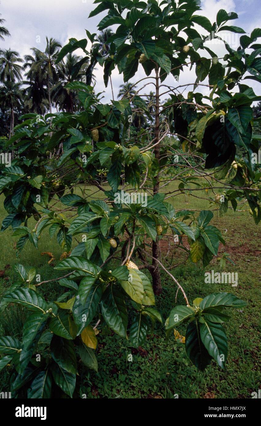 Indian Mulberry (Morinda citrifolia), Rubiaceae, French Polynesia ...