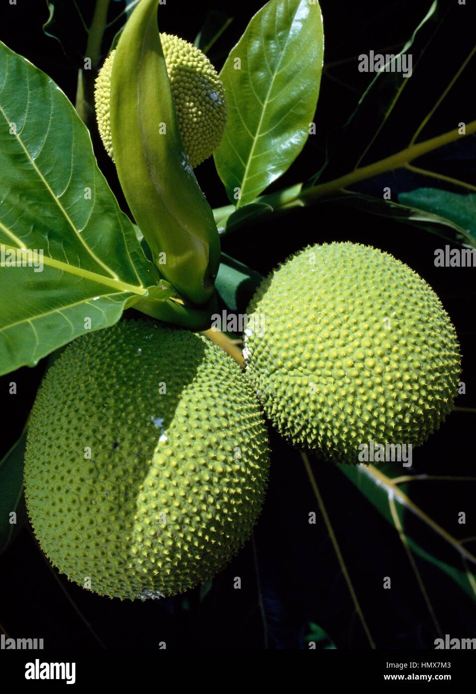 Fruit of the Breadfruit (Artocarpus altilis), Moraceae, French