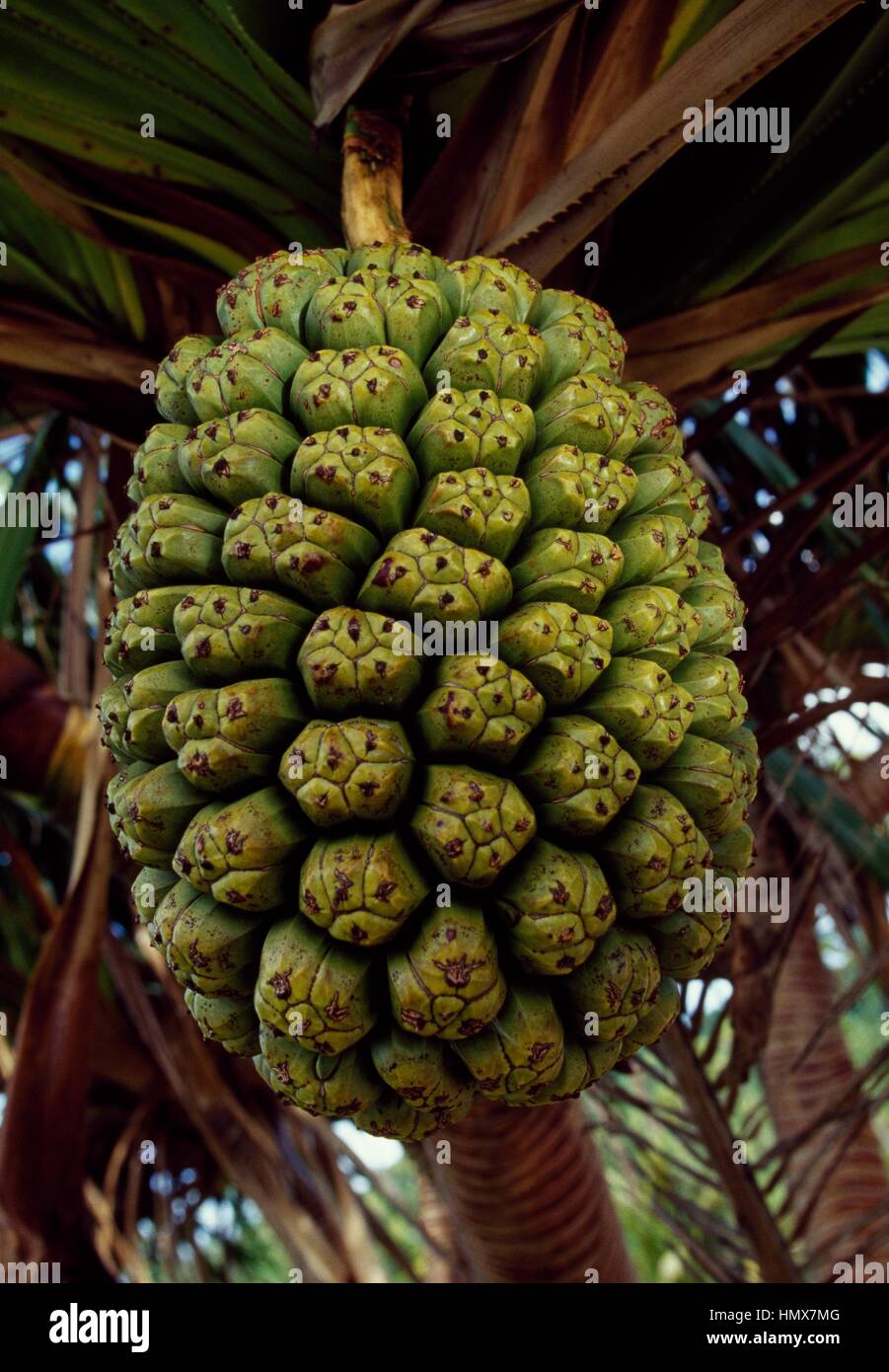 Fruit of the Breadfruit (Artocarpus altilis), Moraceae, French