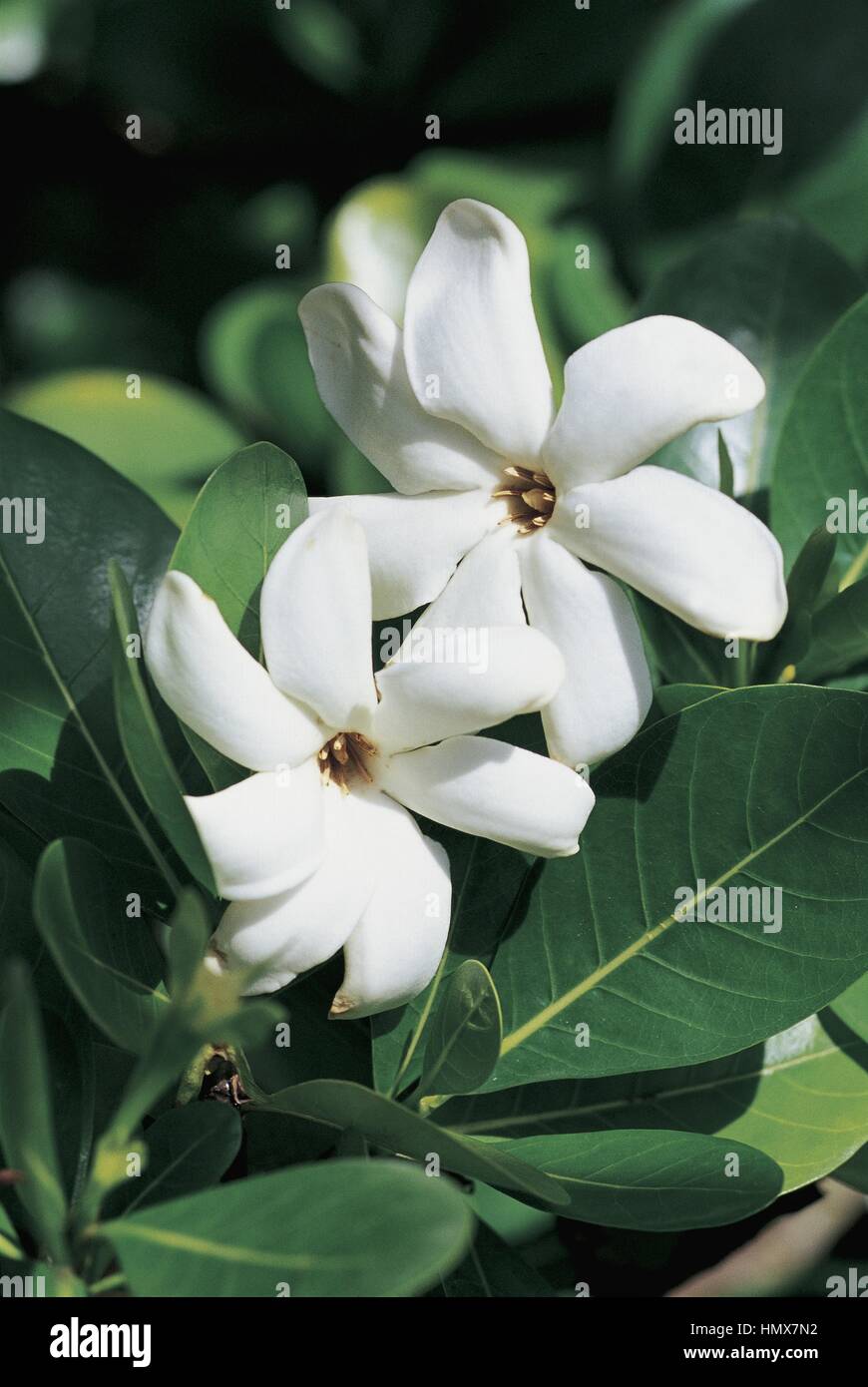 Botany - Rubiaceae - Tiare or Tahitian gardenia (Gardenia tahitensis) - French Polynesia. Stock Photo