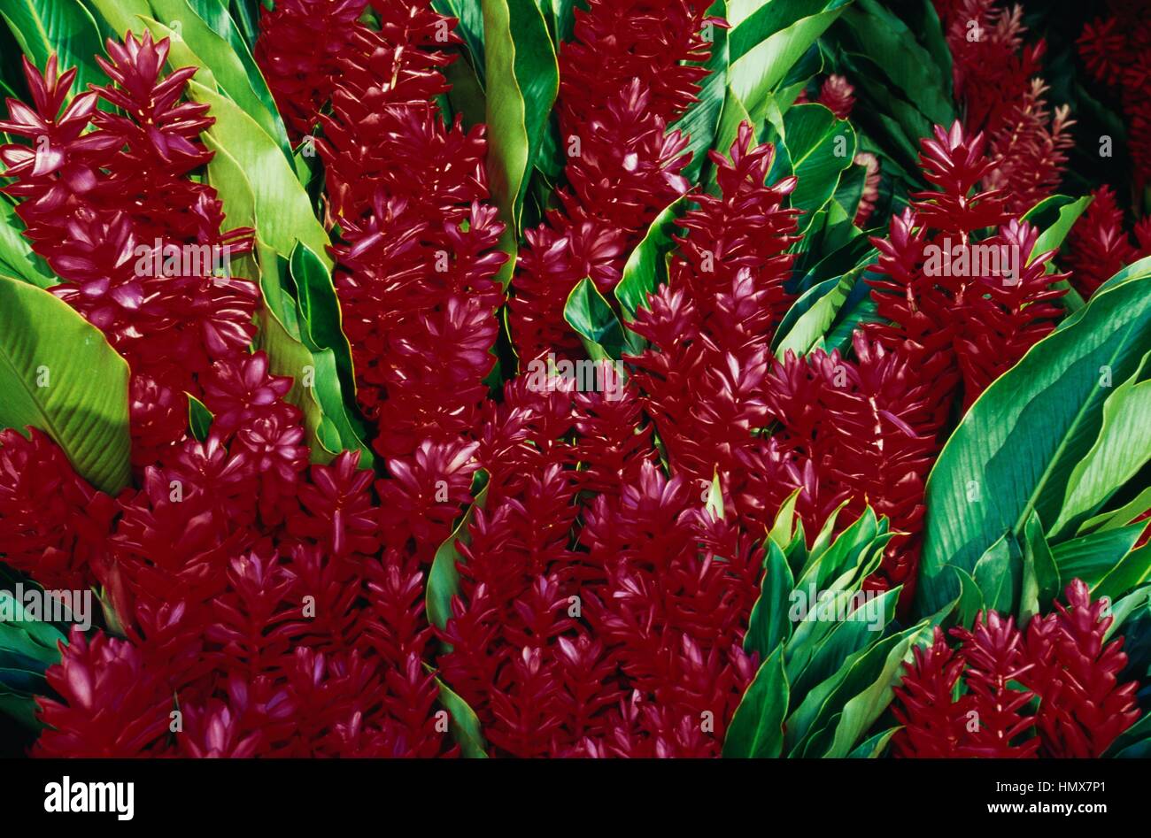 Turmeric (Curcuma longa), Zingiberaceae, French Polynesia (Overseas