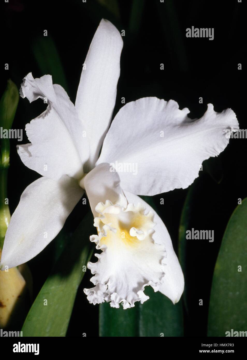 Orchid, (Cattleya intermedia alba), Orchidaceae, French Polynesia (Overseas Territory of the French Republic). Stock Photo