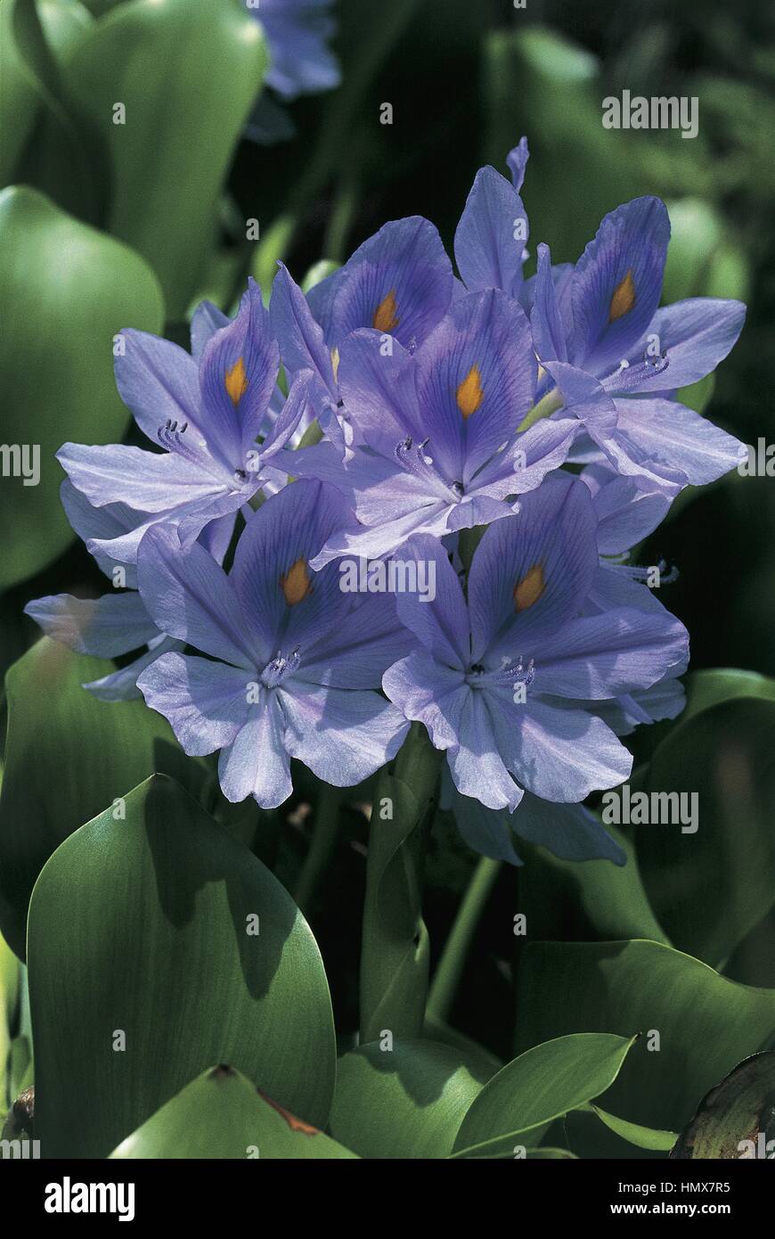 Botany - Pontederiaceae - Common Water hyacinth (Eichhornia crassipes) - French Polynesia. Stock Photo