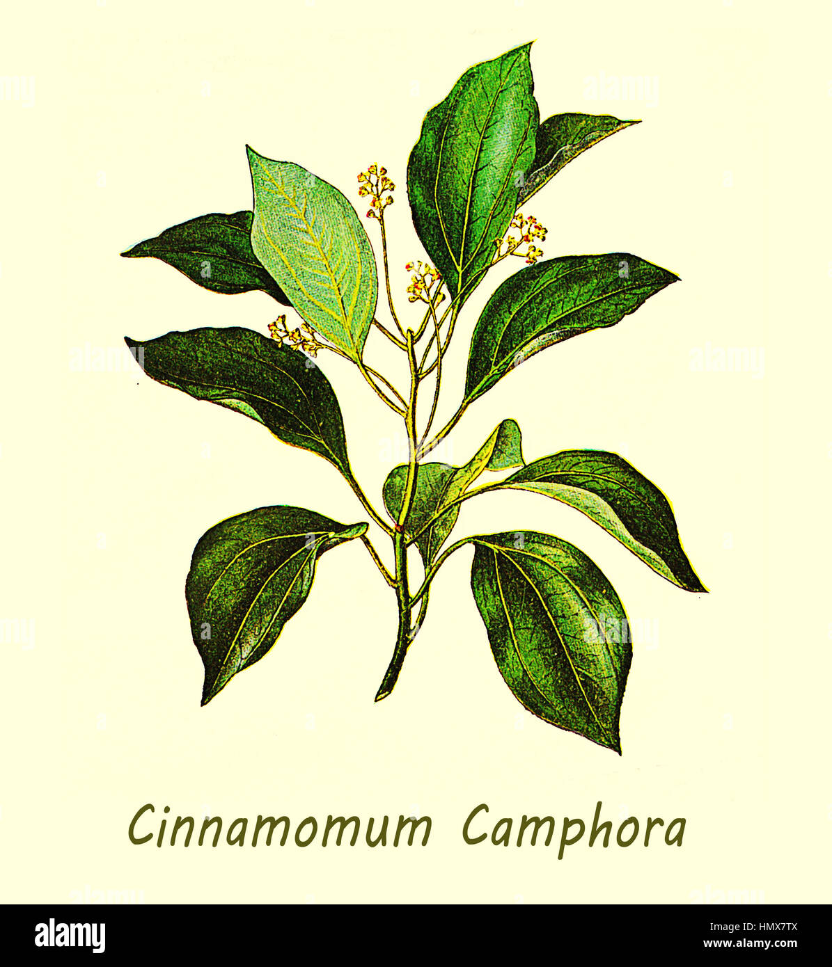 XIX century illustration of Cinnamomum camphora or camphor tree, large