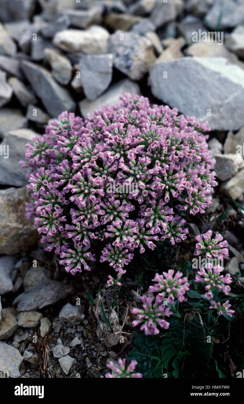 Flowering Round-leaved Penny-cress (Thlaspi rotundifolium), Brassicaceae, Lessin mountains, Veneto, Italy. Stock Photo