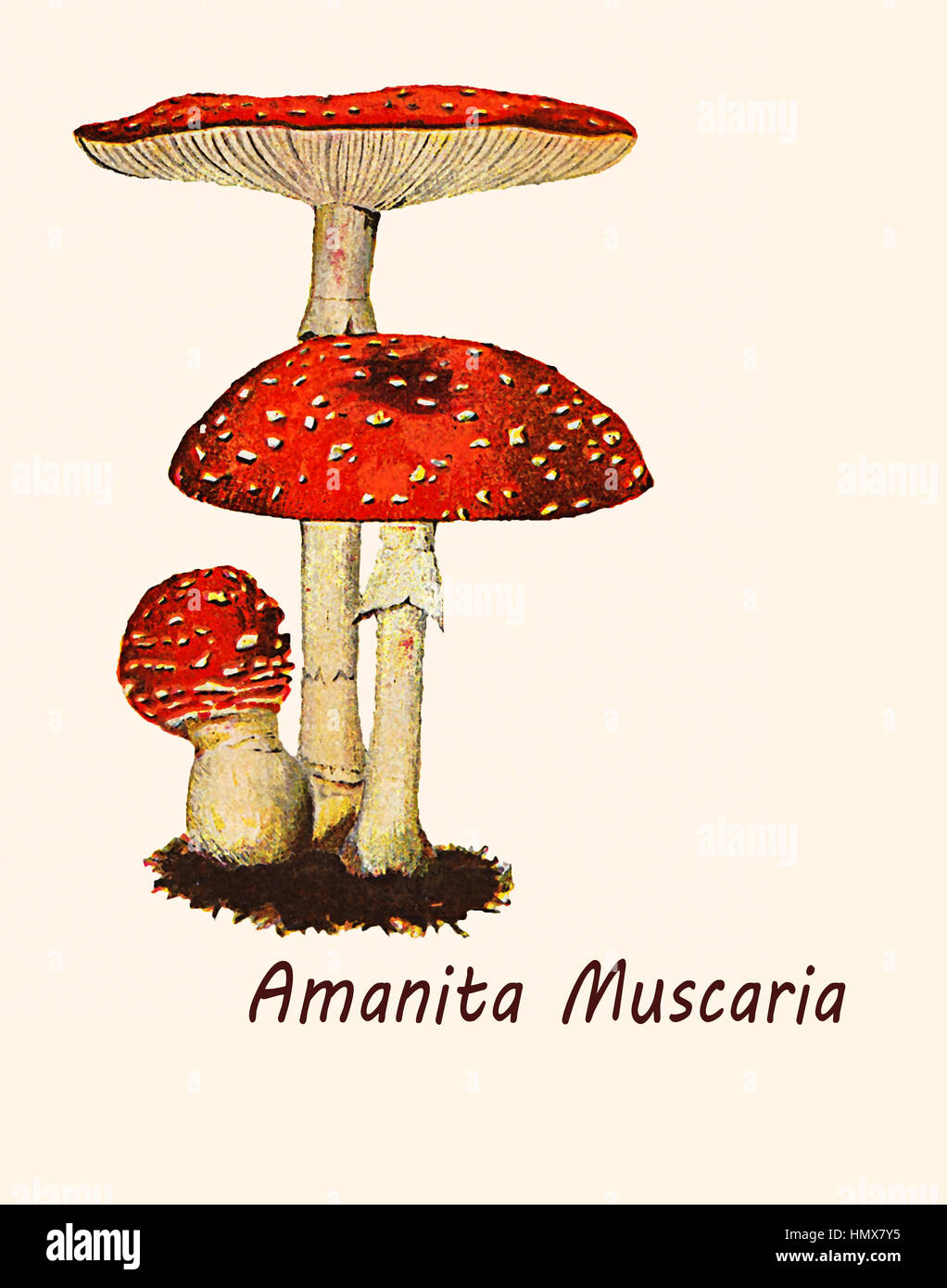 Vintage illustration of Amanita muscaria, toxic mushroom with narcotic and hallucinogenic property, well recognizable from the beautiful red cap with white spots. Stock Photo