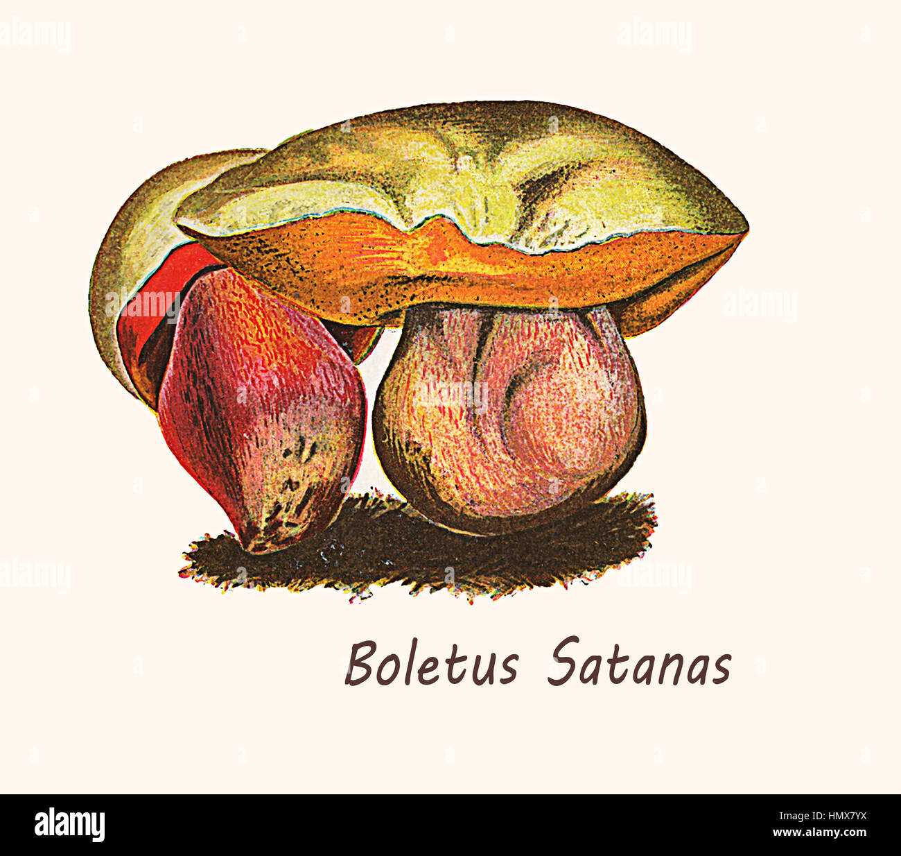 Satan's bolete is a poisonous mushroom with putrid smell, 19th century vintage illustration Stock Photo