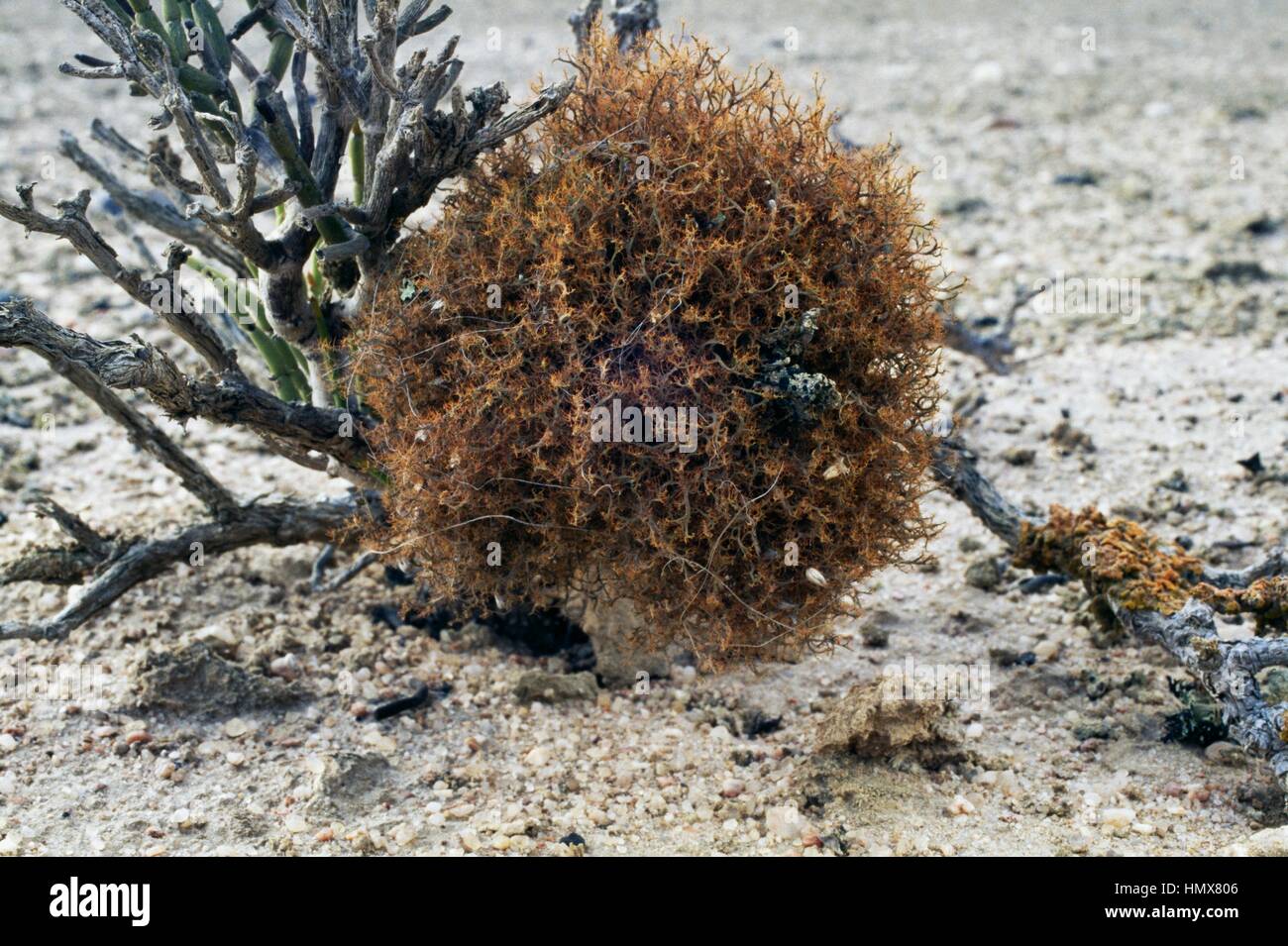 Lichen (Teloschistes capensis), Namib-Naukluft National Park, Namibia. Stock Photo