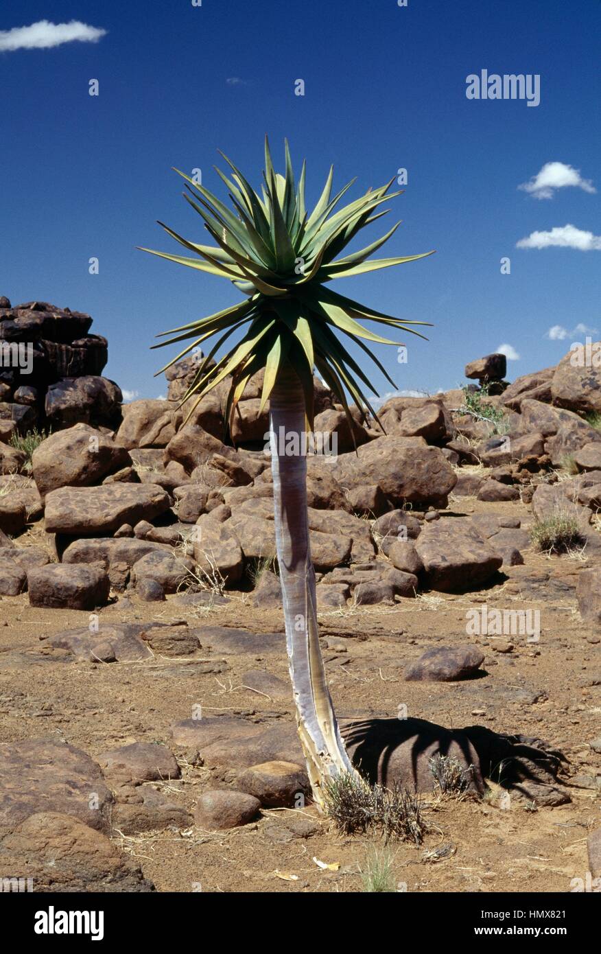 Aloe striata subsp Karasbergensis, Asphodelaceae, Namibia Stock Photo -  Alamy