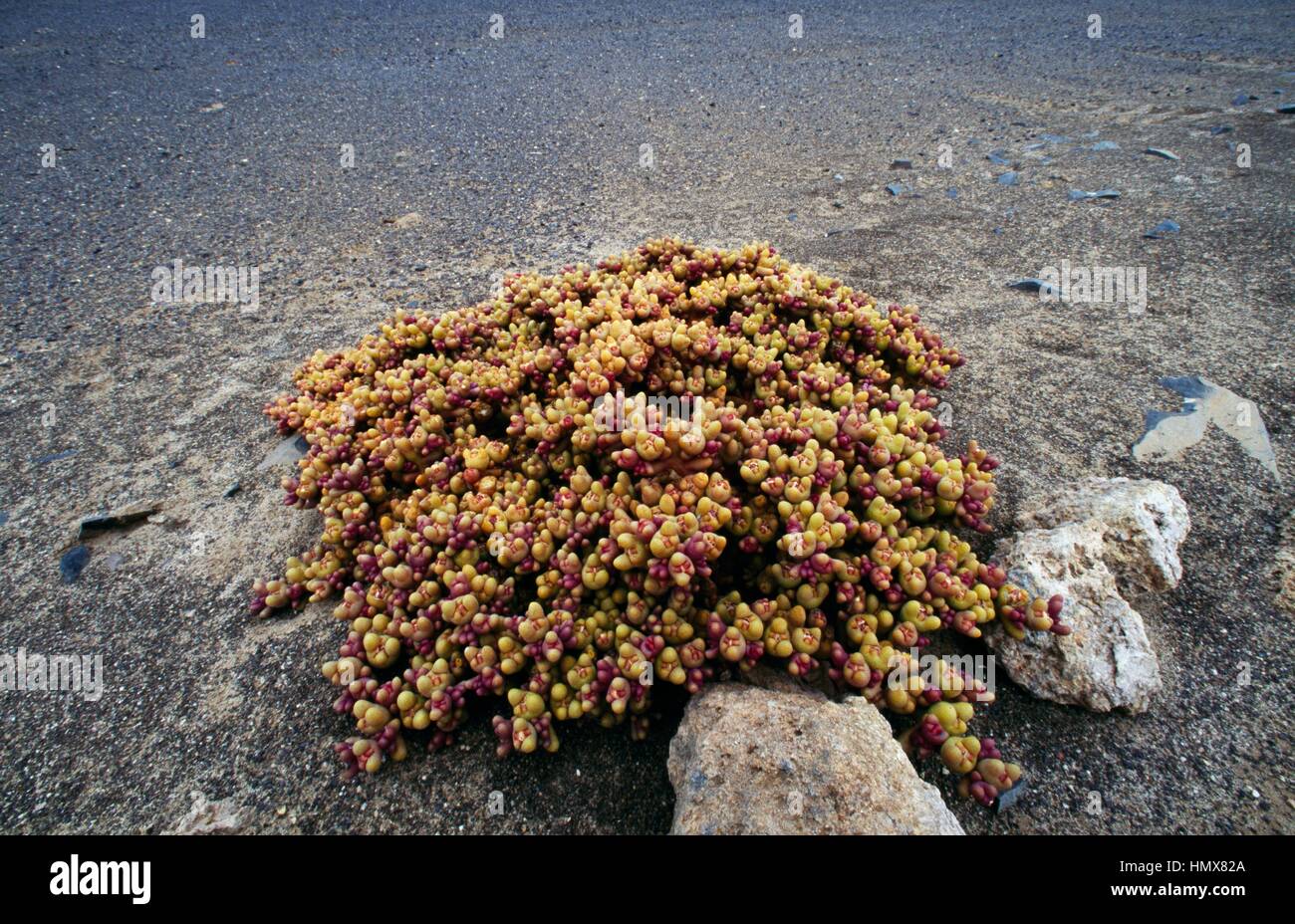 Babies' toes (Mesembryanthemum cryptanthum), Aizoaceae, Etosha National Park, Namibia. Stock Photo