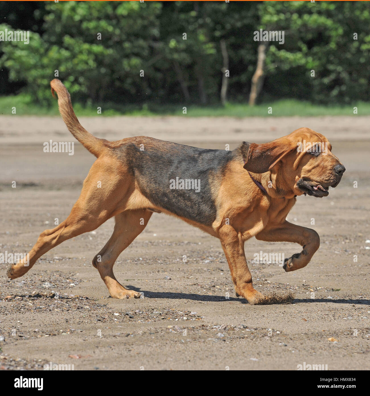 Bloodhound endangered best sale
