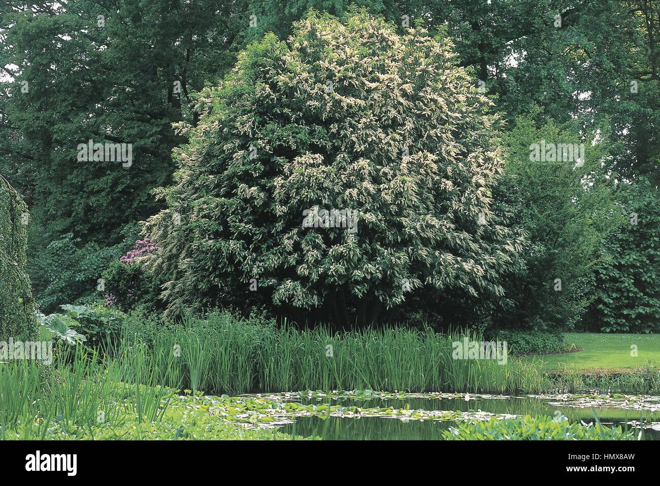 Botany - Rosaceae - Portugal laurel  (Prunus lusitanica) - Belgium, Arboretum Kalmthout. Stock Photo