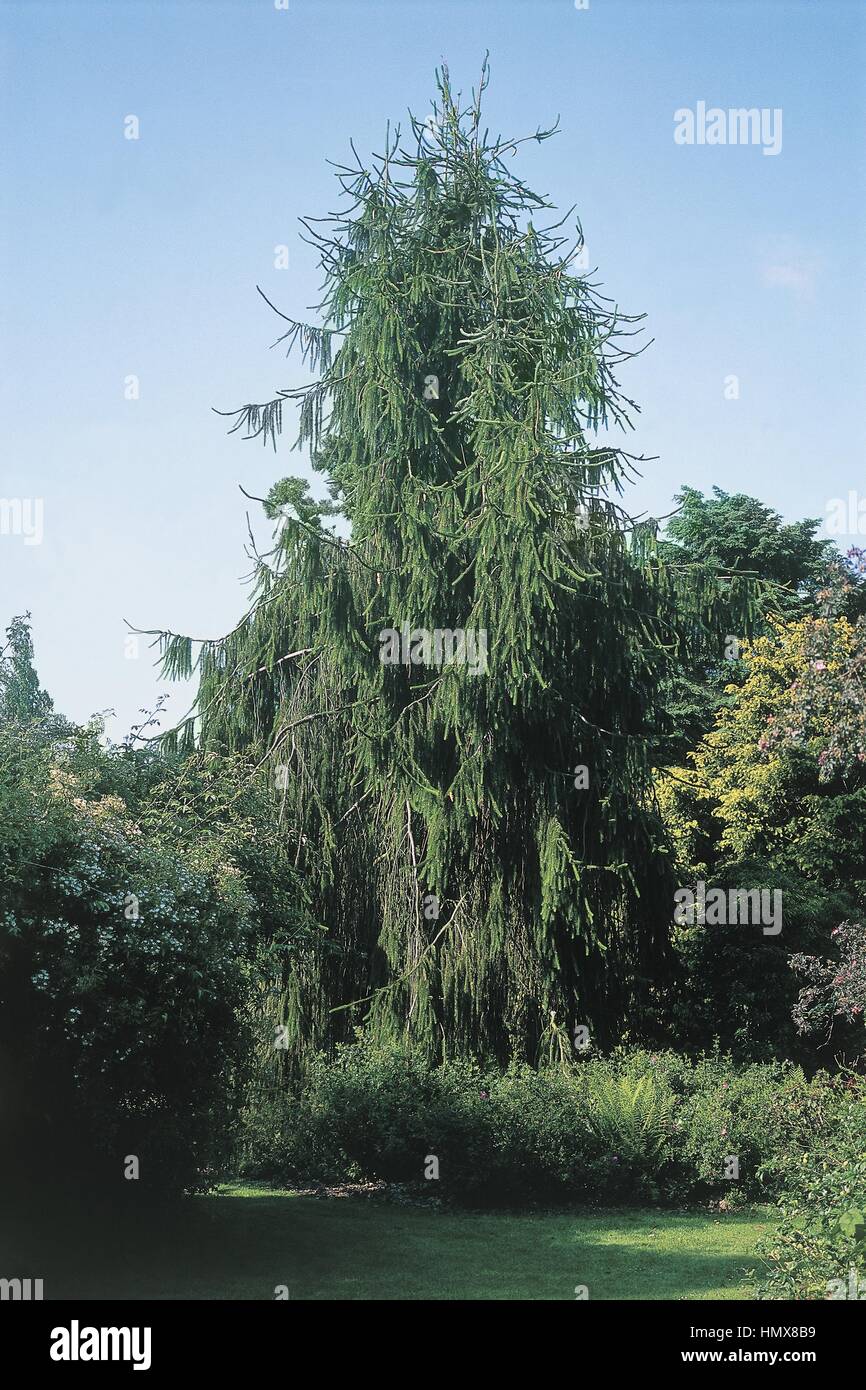 Botany - Coniferae - Cranston spruce (Picea abies cranstonii) - Belgium, Arboretum Kalmthout. Stock Photo