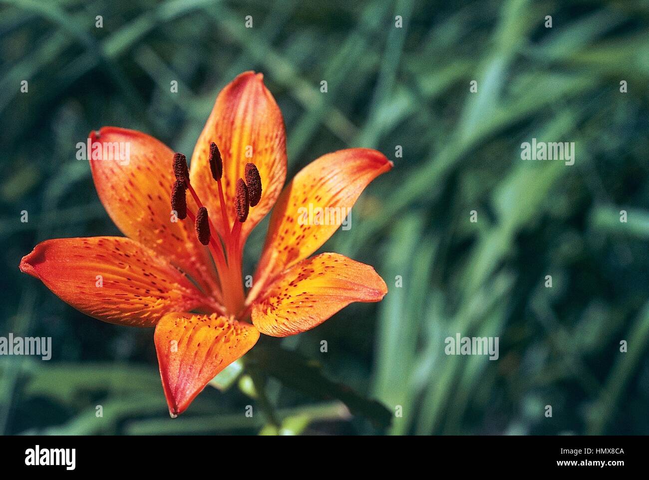Orange lily, Fire lily or Tiger lily (Lilium croceum or Lilium