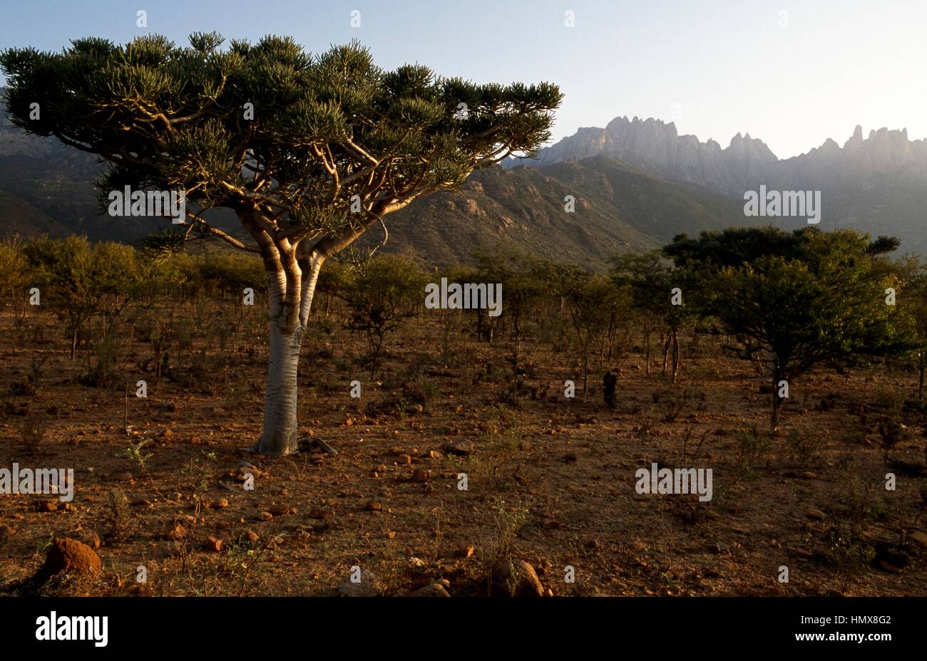 Euphorbia arbuscula, Euphorbiaceae, Socotra Island (Unesco World Heritage Site, 2008), Yemen. Stock Photo