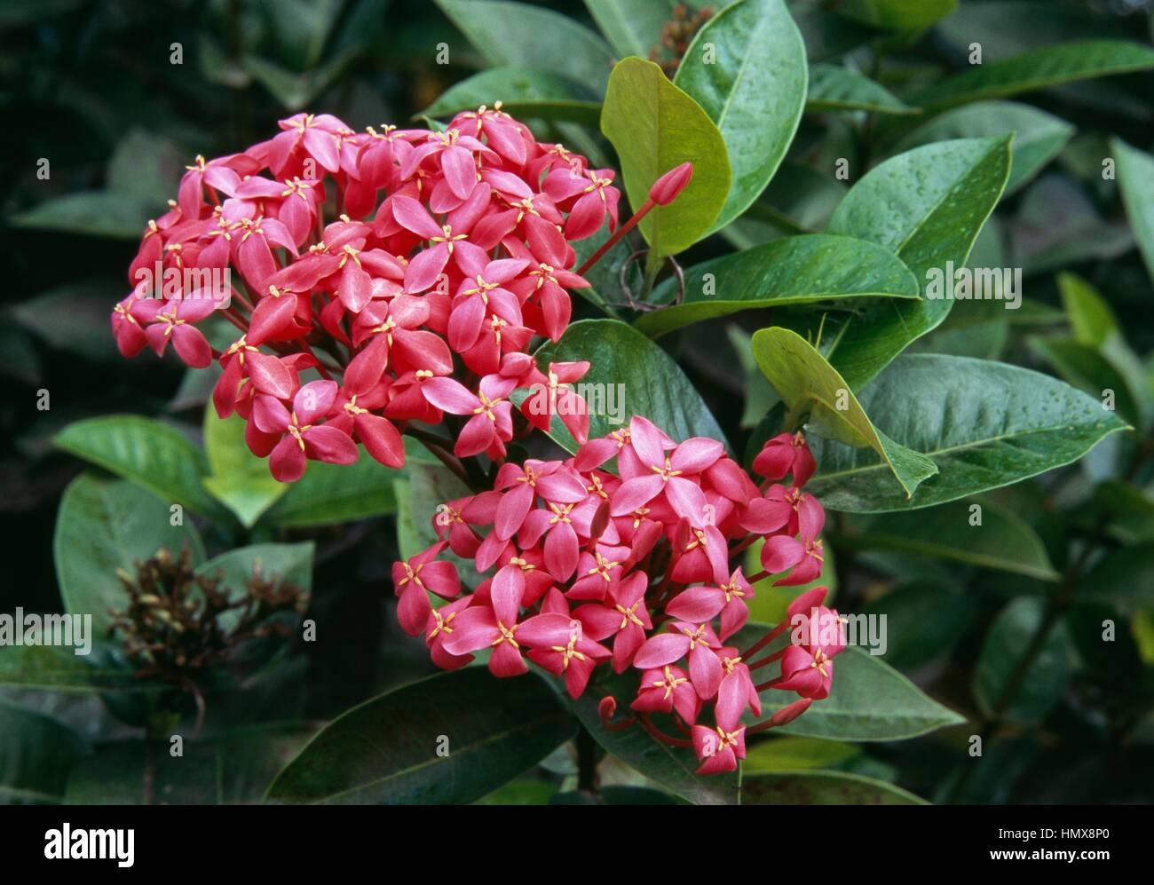 Pink flower british virgin islands hires stock photography and images