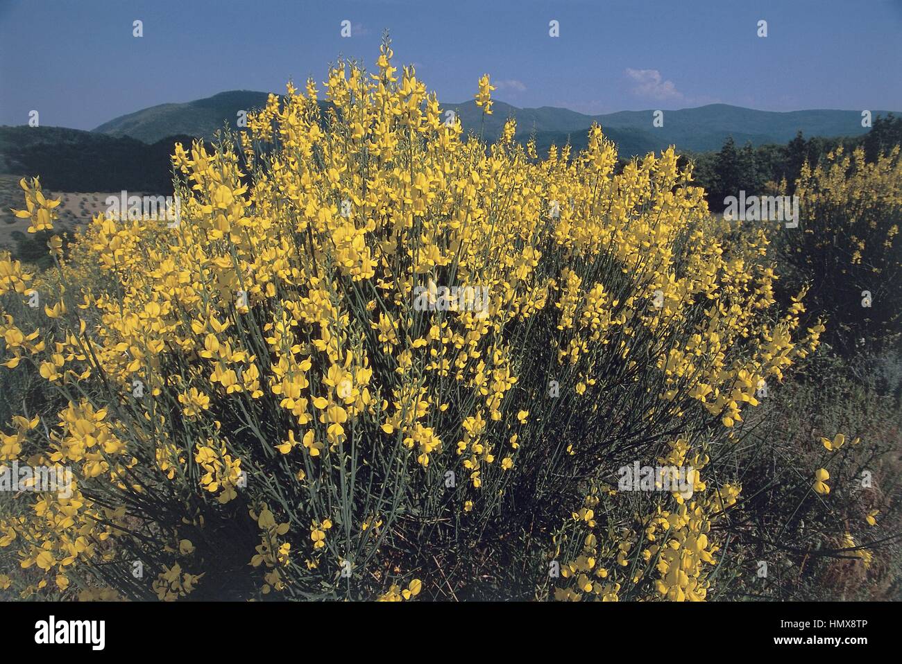 Botany - Leguminosae (Papilionaceae) - Spanish Broom (Spartium juniceum) - National Park of the Casentinese Forests, Mount Falterona, Campigna. Stock Photo
