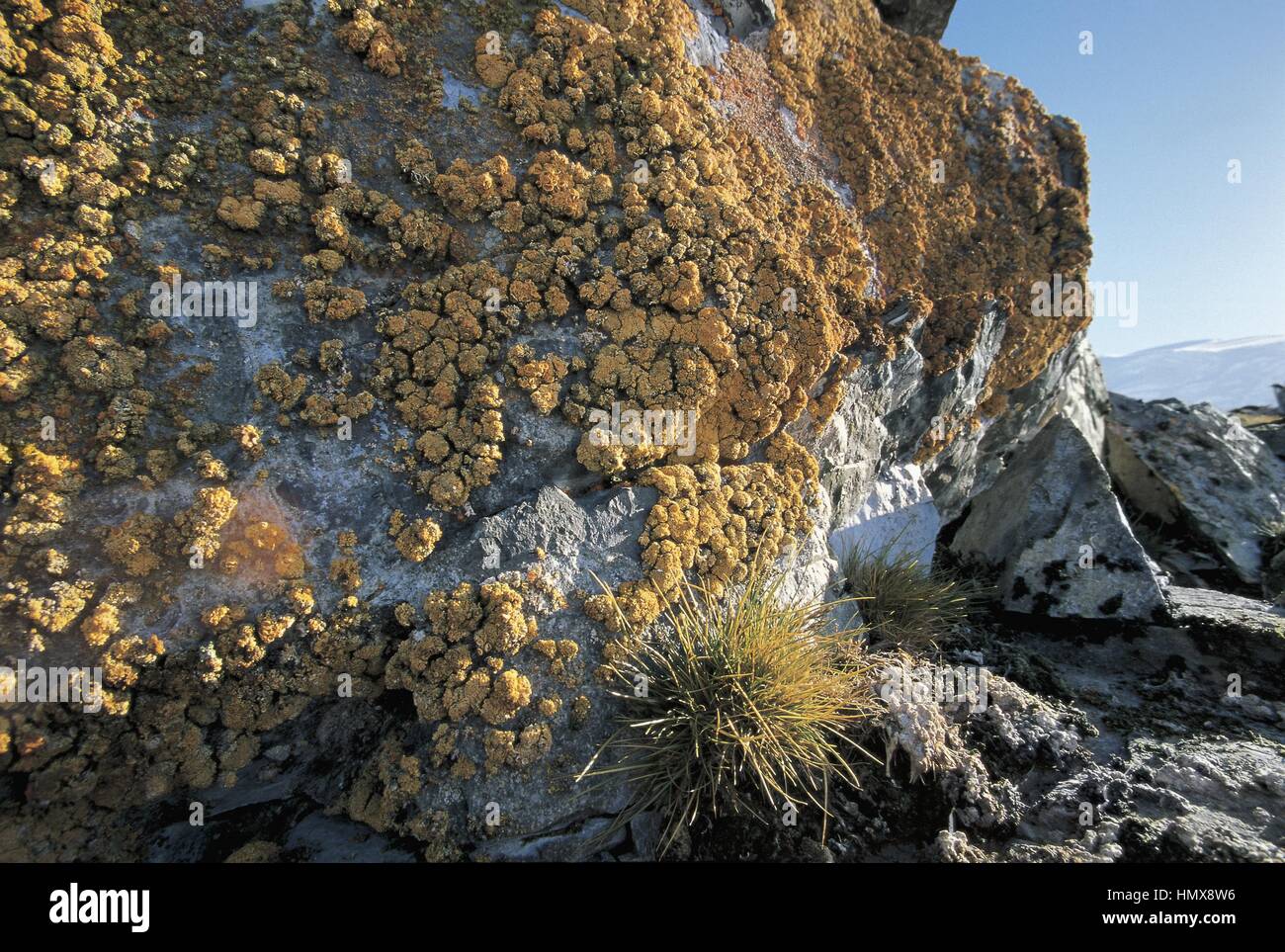 Botany - Lichenes - Couverville island, Antarctica. Stock Photo