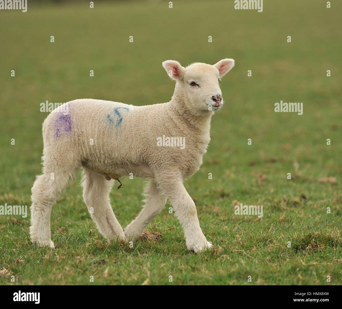 lamb in field Stock Photo