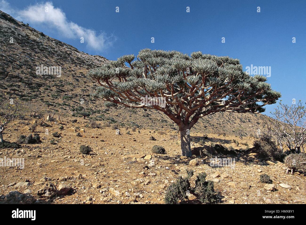 Yemen, Socotra Island (UNESCO World Heritage List, 2008), Euphorbia arbuscula, endemic vegetation Stock Photo