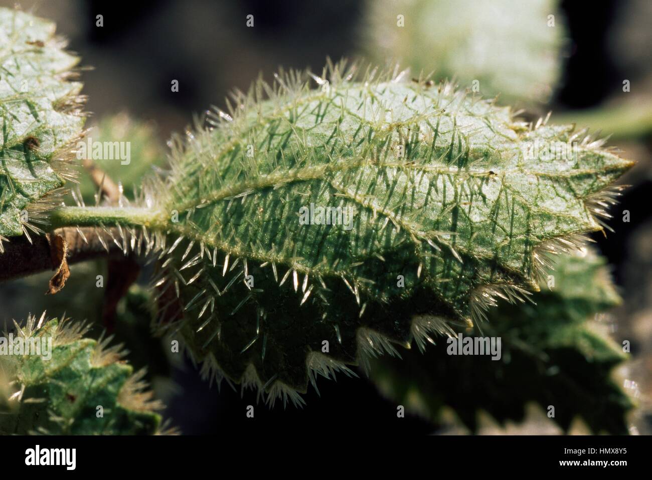 Cucumber tree (Dendrosicyos socotranus), Socotra Island (Unesco World