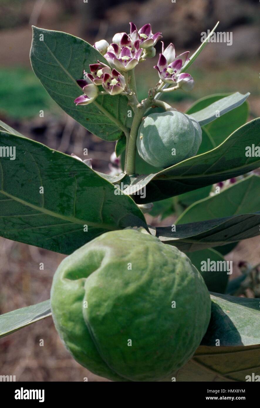 Euphorbia (Euphorbia arbuscula), Euphorbiaceae, endemic vegetation, Yemen. Stock Photo