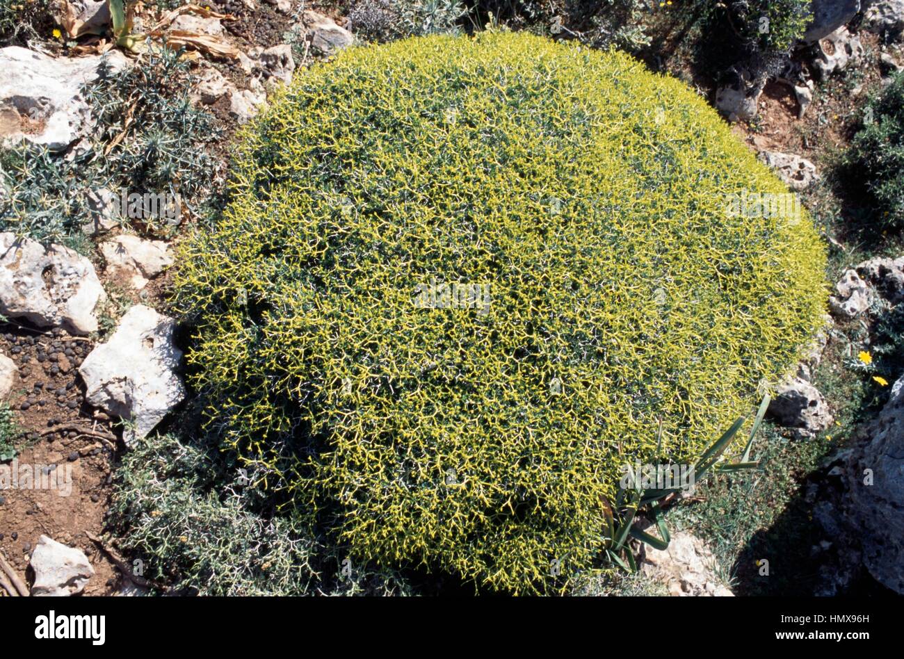 Bush, Katharo plateau, Crete, Greece Stock Photo - Alamy