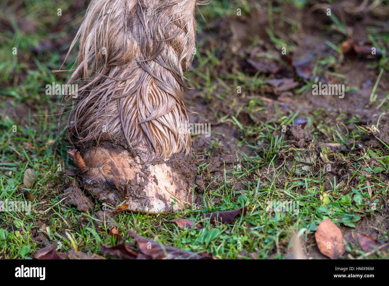 Wet and muddy of a horses hoof Stock Photo Alamy