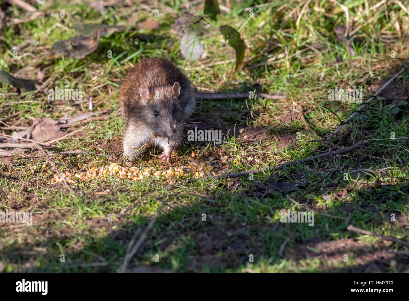 Brown rat eating bird seeds Stock Photo